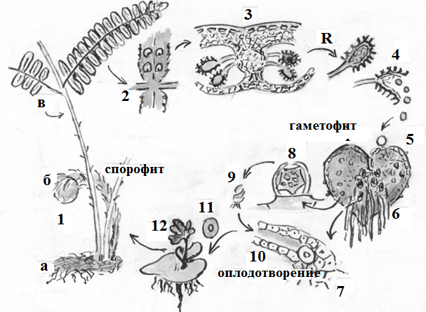 На рисунке спорофит изображен. Жизненный цикл папоротника щитовника мужского. Строение гаметофита папоротника. Жизненный цикл папоротника щитовника мужского схема. Жизненный цикл щитовника мужского рисунок.
