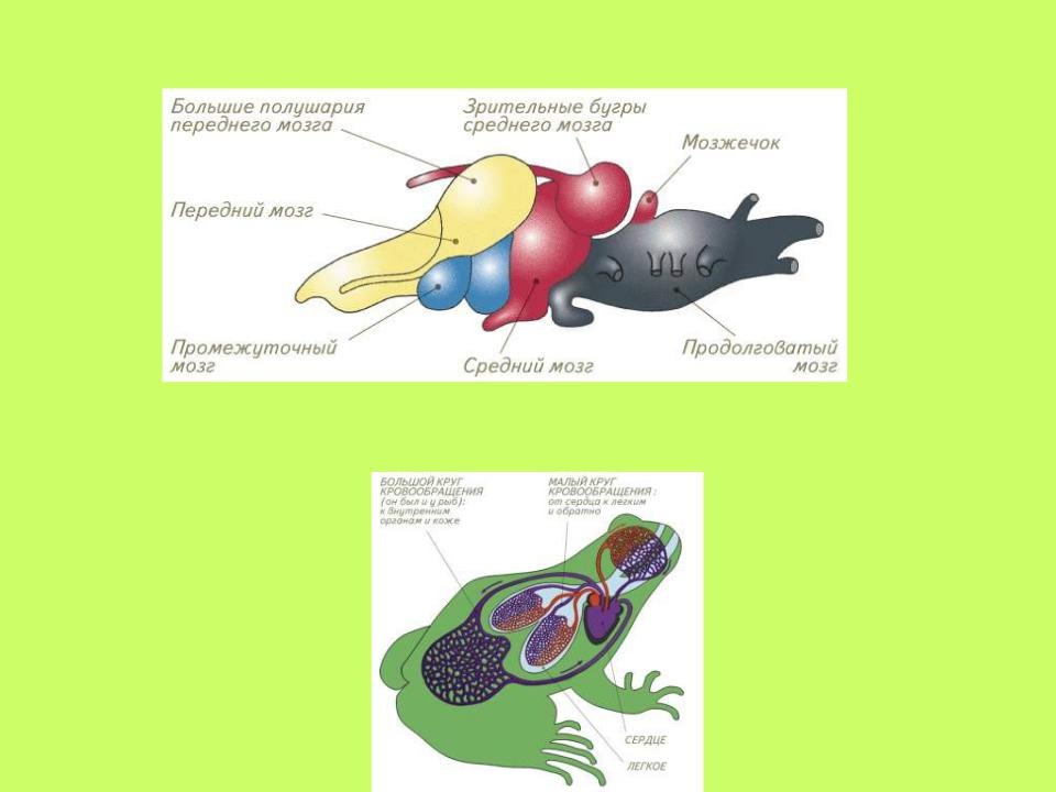 Функция головного мозга лягушки. Нервная система и головной мозг лягушки. Головной мозг амфибий. Мозг земноводных. Строение мозга земноводных.