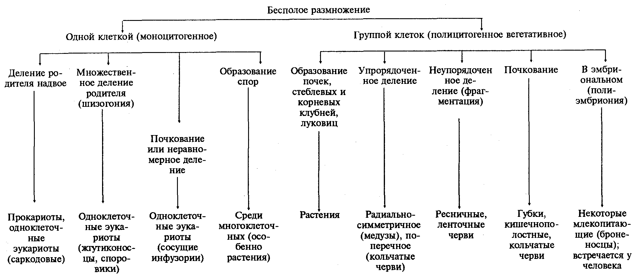 Формы размножения организмов в Гусь-Хрустальном