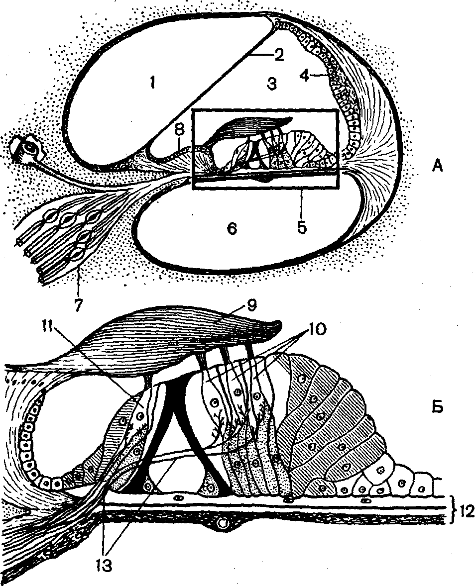 Рассмотрите на рисунке строение улитки и кортиева органа подпишите обозначения и функции структур