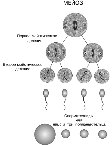 Мейоз деление половых клеток. Митоз мейоз гаметогенез. Мейоз спермиев. Схема деления половых клеток. Каким номером на схеме обозначена полярная тельцы