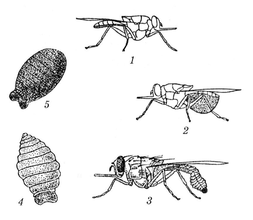 Домашняя муха развитие. Муха ЦЕЦЕ цикл. Жизненный цикл мухи ЦЕЦЕ. Стадии развития мухи ЦЕЦЕ.