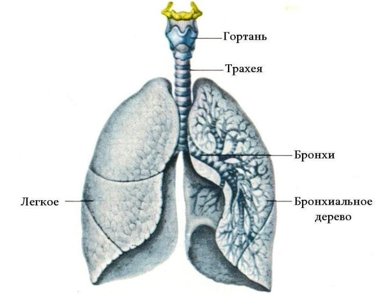 Воздухоносные пути рисунок