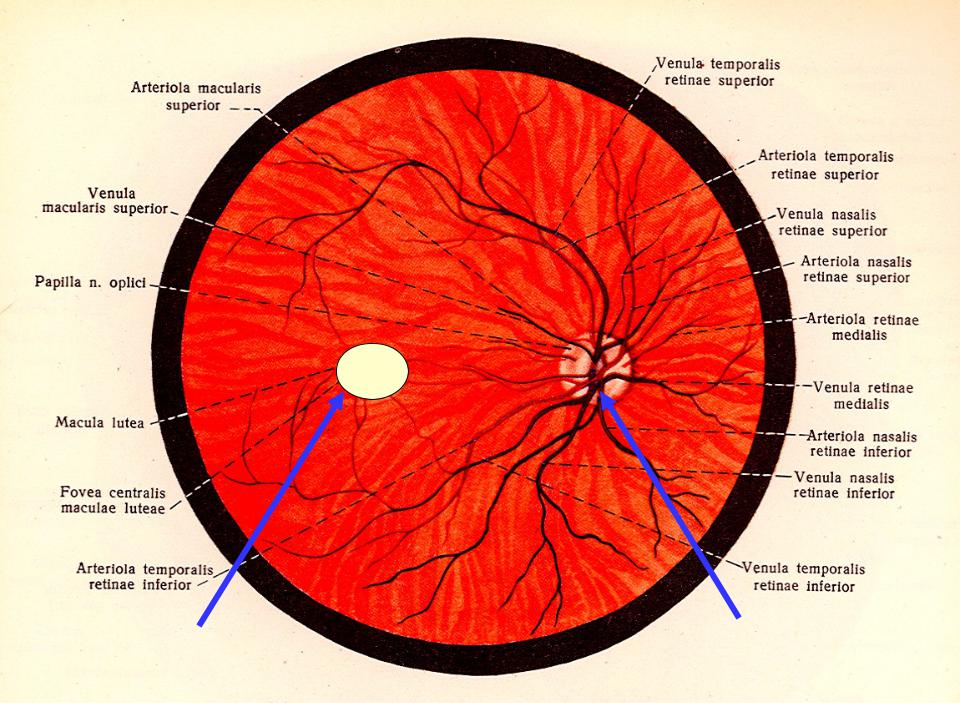 Схема глаза слепое пятно