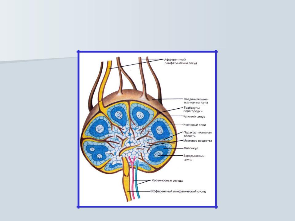 Образование лимфатического узла. Межузелковая зона лимфатического узла. Строение лимфатического узла анатомия. Лимфатические узлы строение трабекулы. Структурные элементы лимфатического узла.