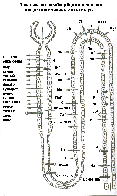 Схема реабсорбции в нефроне
