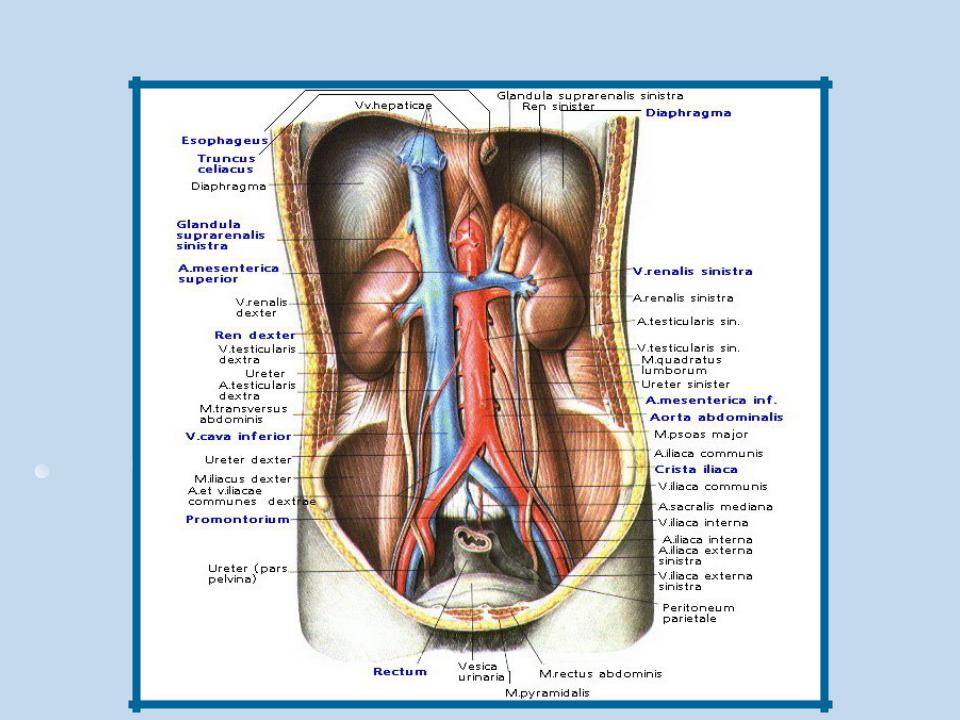 Органы человека расположение с названиями. Расположение органов спереди. Расположение внутренних органов вид сбоку. Расположение органов у человека фото с описанием женские спереди. Расположение органов у мужчин.