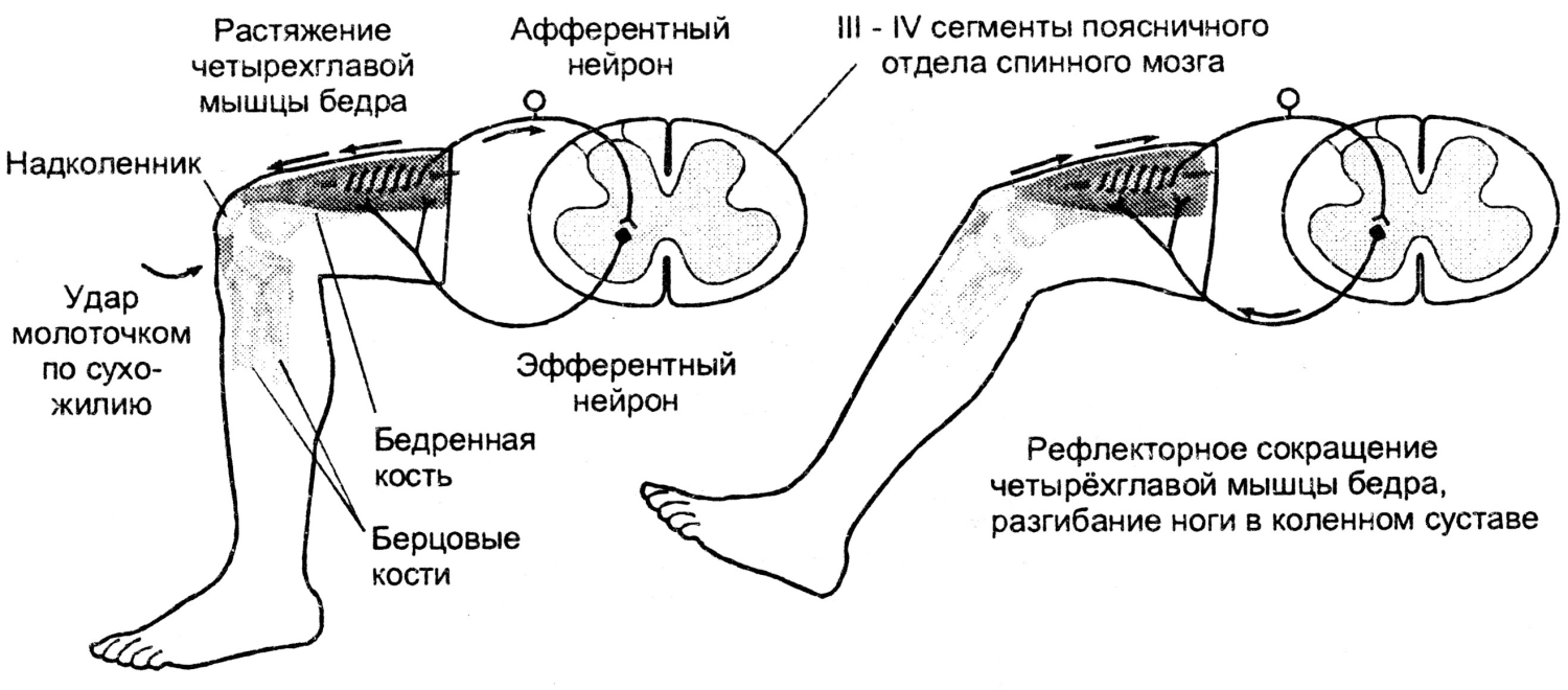 Схема сухожильного рефлекса (коленный). Нарисовать схему рефлекторной дуги коленного рефлекса. Спинной мозг и схема коленного рефлекса. Дуга коленного рефлекса схема.