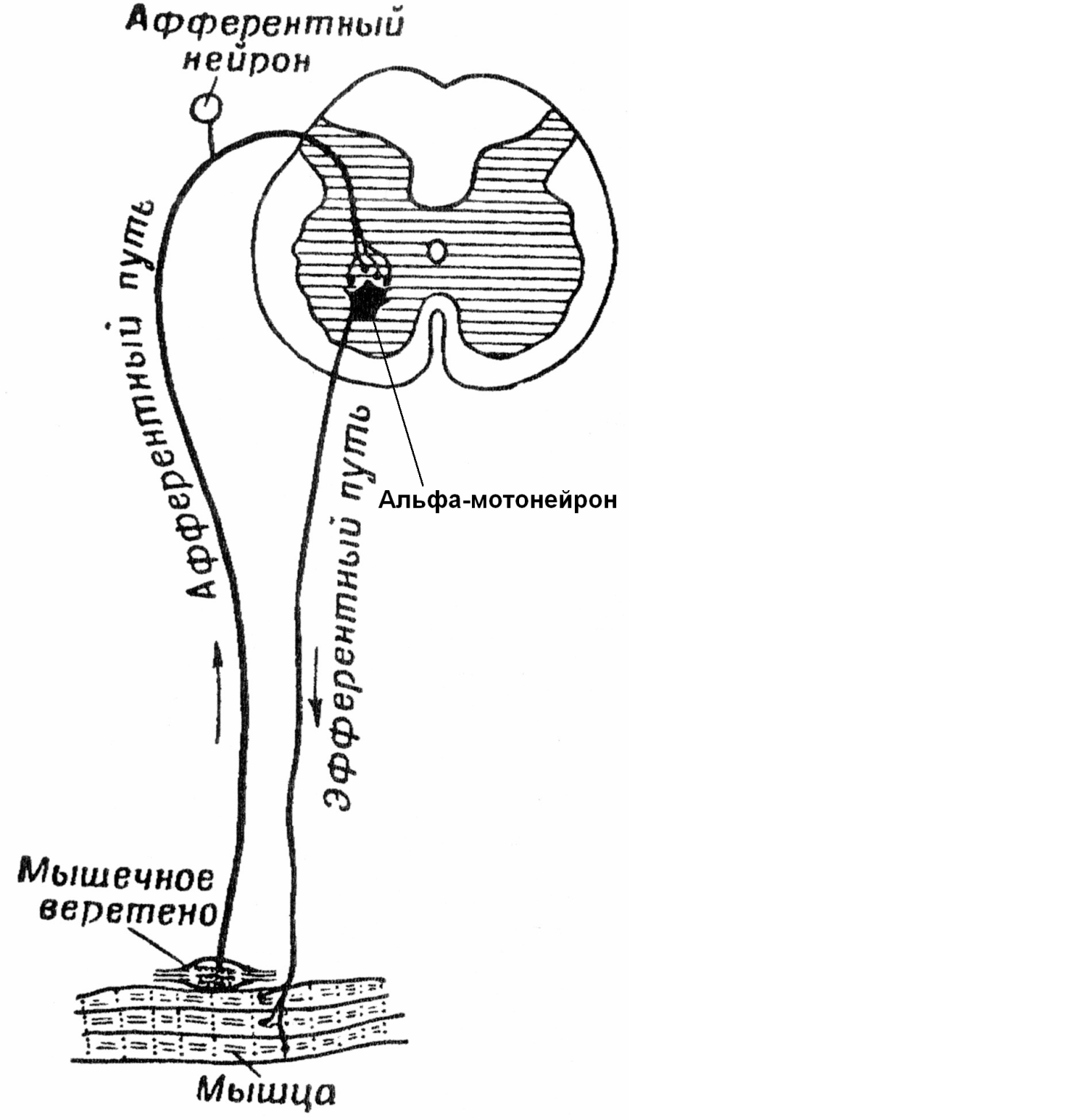 Рефлекторный тонус. Схема дуги миотатического рефлекса. Схема рефлекторных дуг спинного мозга. Рефлекторная дуга проприоцептивного рефлекса. Регуляция мышечного тонуса спинальная рефлекторная дуга.