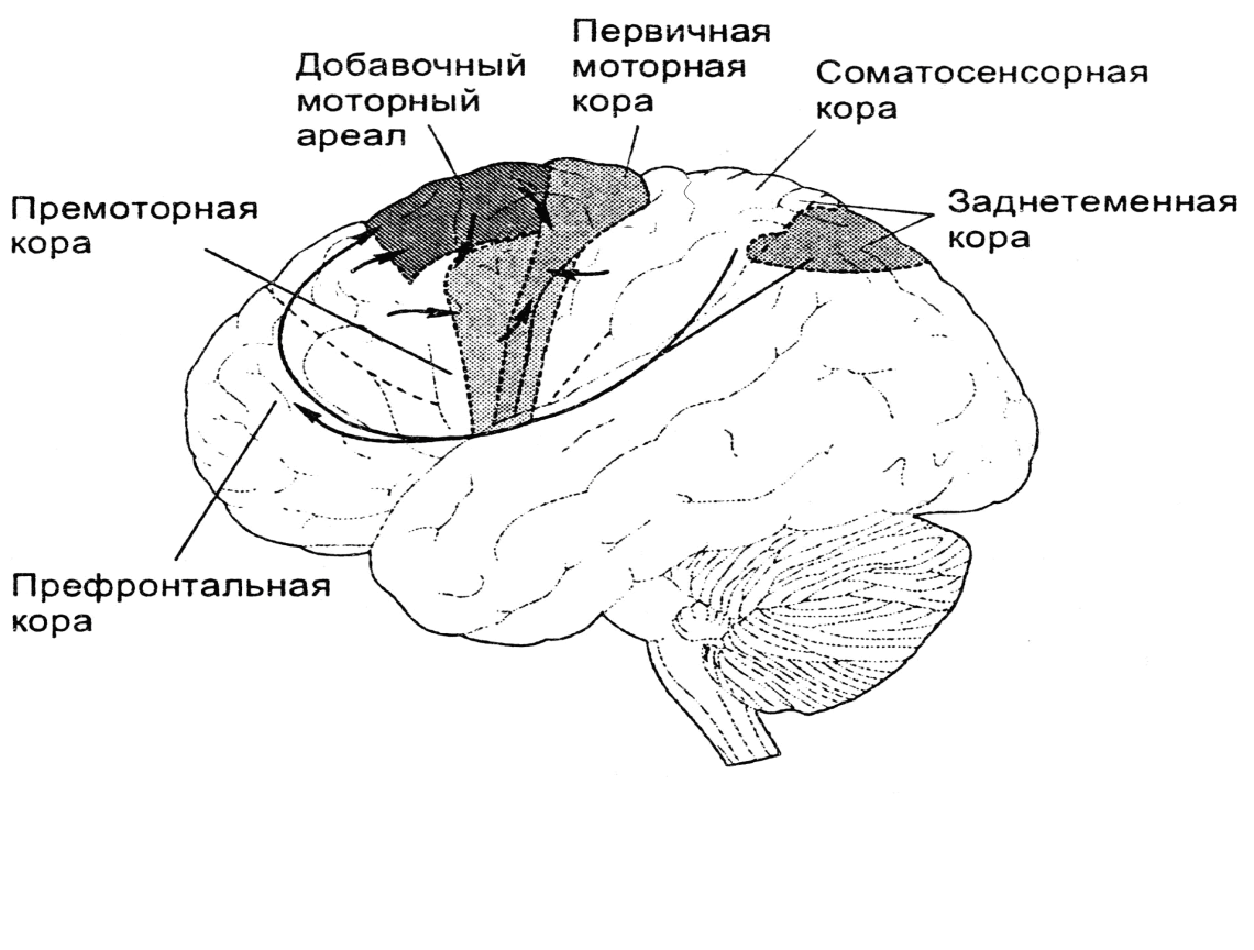 Двигательная область мозга. Премоторные зоны коры головного мозга. Функции премоторной коры головного мозга. Моторные премоторные и префронтальные отделы коры.