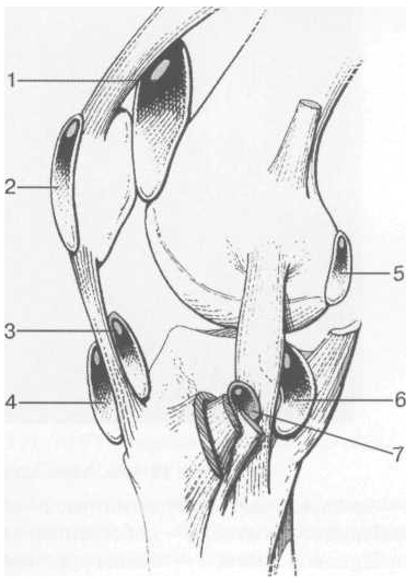 Суставные сумки коленного сустава анатомия. Сумки коленного сустава анатомия. Сумки коленного сустава анатомия кт. Супрапателлярная сумка анатомия.
