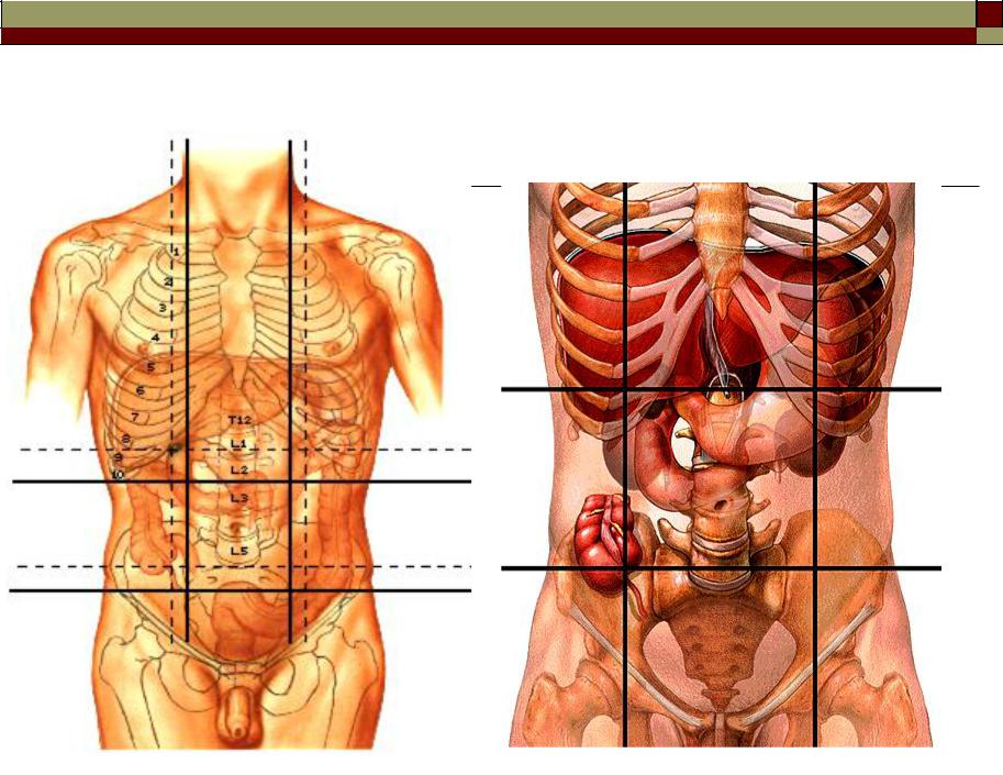 Область нижней части живота. Анатомия человека внутренние органы мужчины с левой стороны спереди. Внутренние органы сбоку справа под ребрами. Расположение органов в животе.