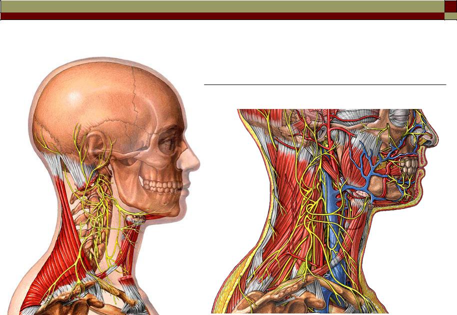 Сонные артерии на шее человека фото. Анатомия шеи. Сосуды шеи анатомия. Сосуды головы и шеи анатомия.