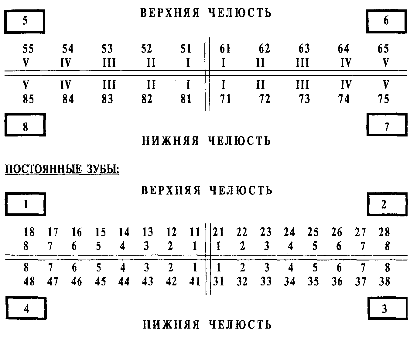 Зубная формула человека схема