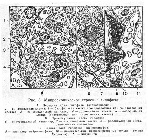 Гипофиз ткань. Базофильные клетки аденогипофиза. Аденогипофиз гистология препарат. Гипофиз гистология препарат рисунок.