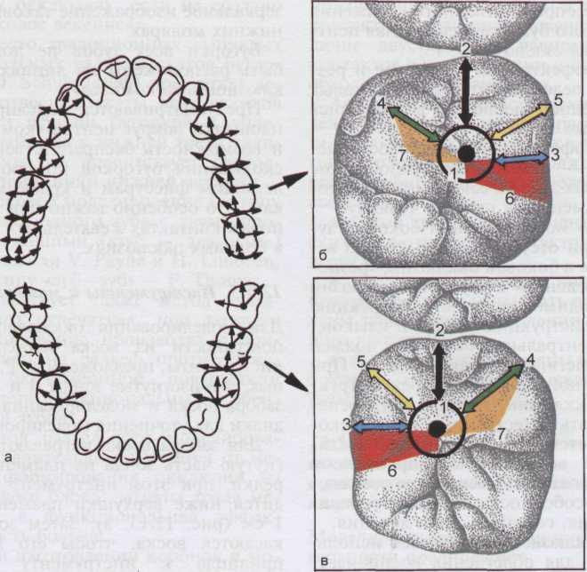 Компас зуба. Окклюзионная поверхность 1 моляра верхней челюсти. Окклюзионный компас жевательных зубов. Окклюзионный компас в стоматологии схема. Окклюзионный компас 36 зуб.