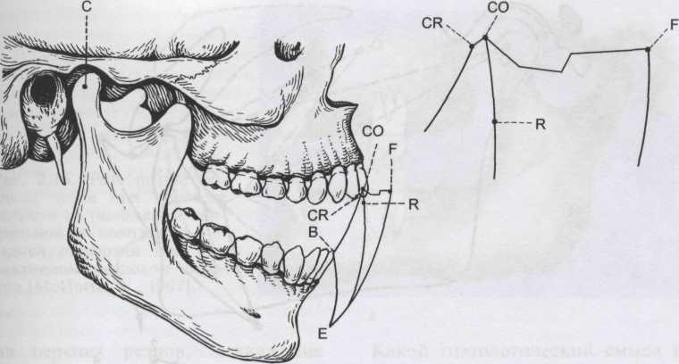 Подвижное соединение челюстей. Движения нижней челюсти в сагиттальной и вертикальной плоскостях. Движение нижней челюсти в височно-нижнечелюстном суставе. Биомеханика височно-нижнечелюстного сустава. ВНЧС движение нижней челюсти.