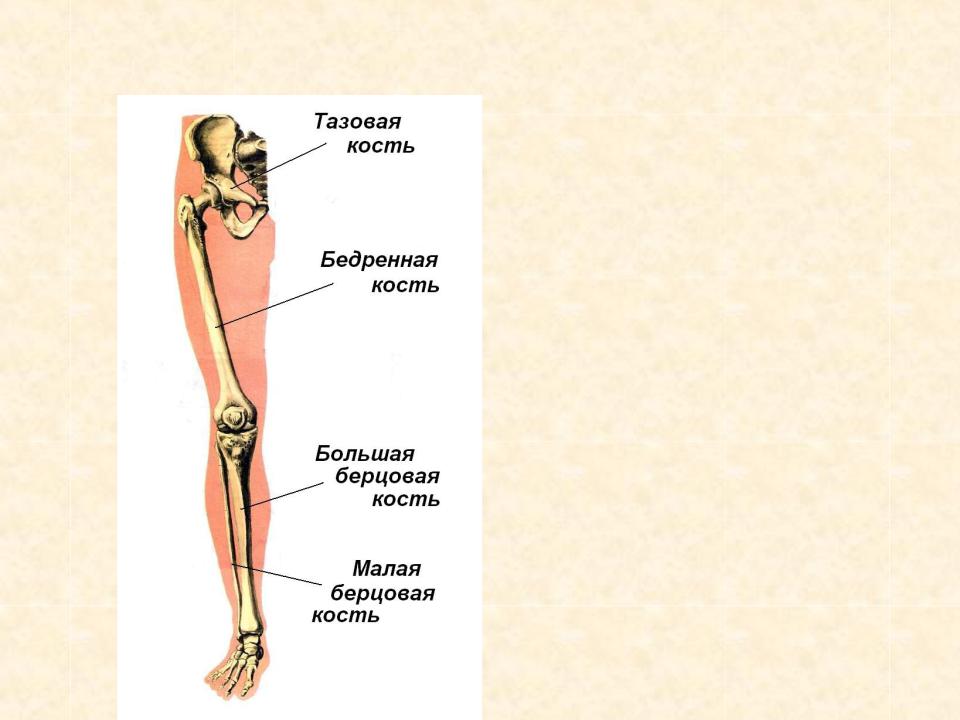 Самая крупная кость поясов конечностей. Скелет нижних конечностей. Кости пояса нижних конечностей. Ости нижней конечности, начиная от тазового пояса. Порядок костей нижней конечности.