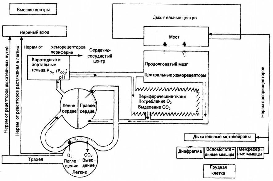 На рисунке изображена схема регуляции дыхания человека