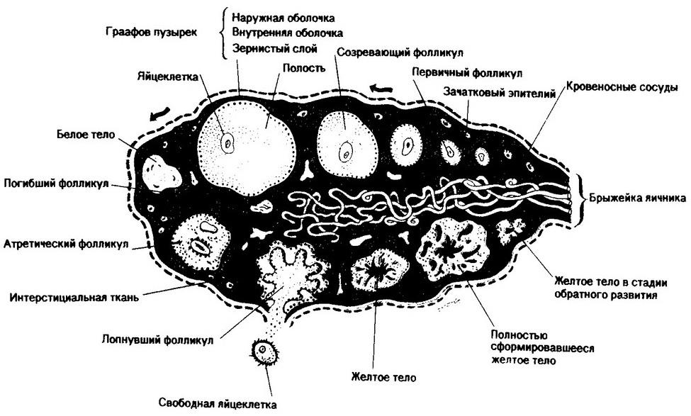 Яичник на латыни. Строение яичника оболочки. Яичник анатомия строение внешнее. Внутреннее строение яичника. Соединительная ткань яичника.