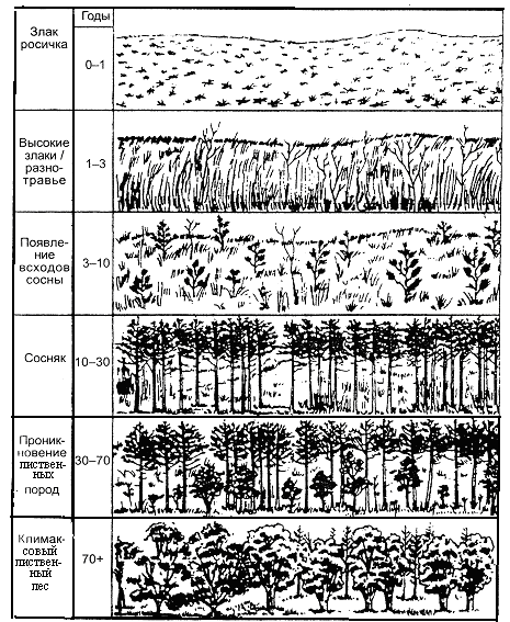Причины смены биогеоценозов схема
