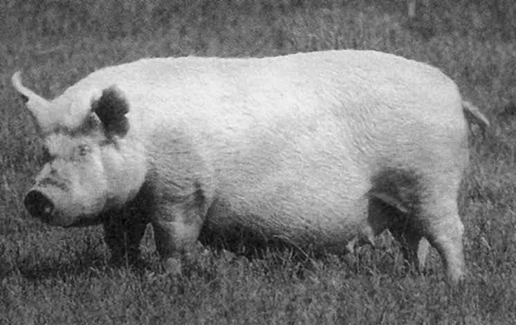 Свинья в истории