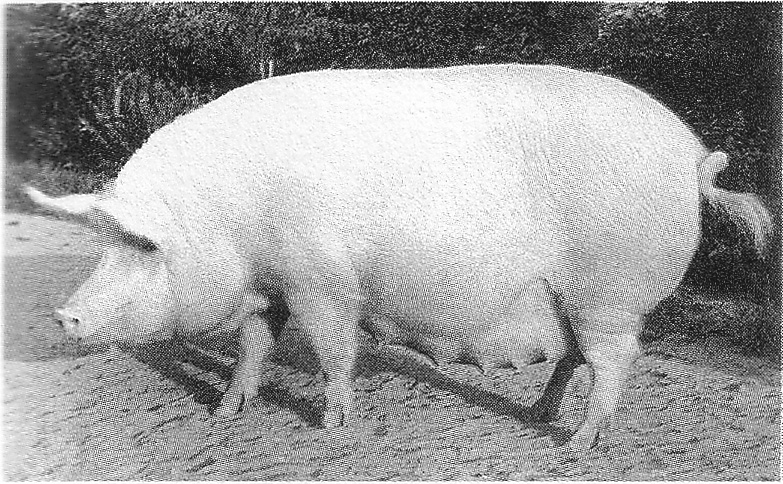 Европа свинья. Крупная белая порода свиней хряк. Эстонская беконная свинья. Крупная белая порода свиней поросята. Свиноматка племенная крупная белая.