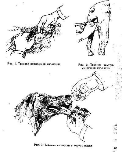 Внутримышечная инъекция собаке схема