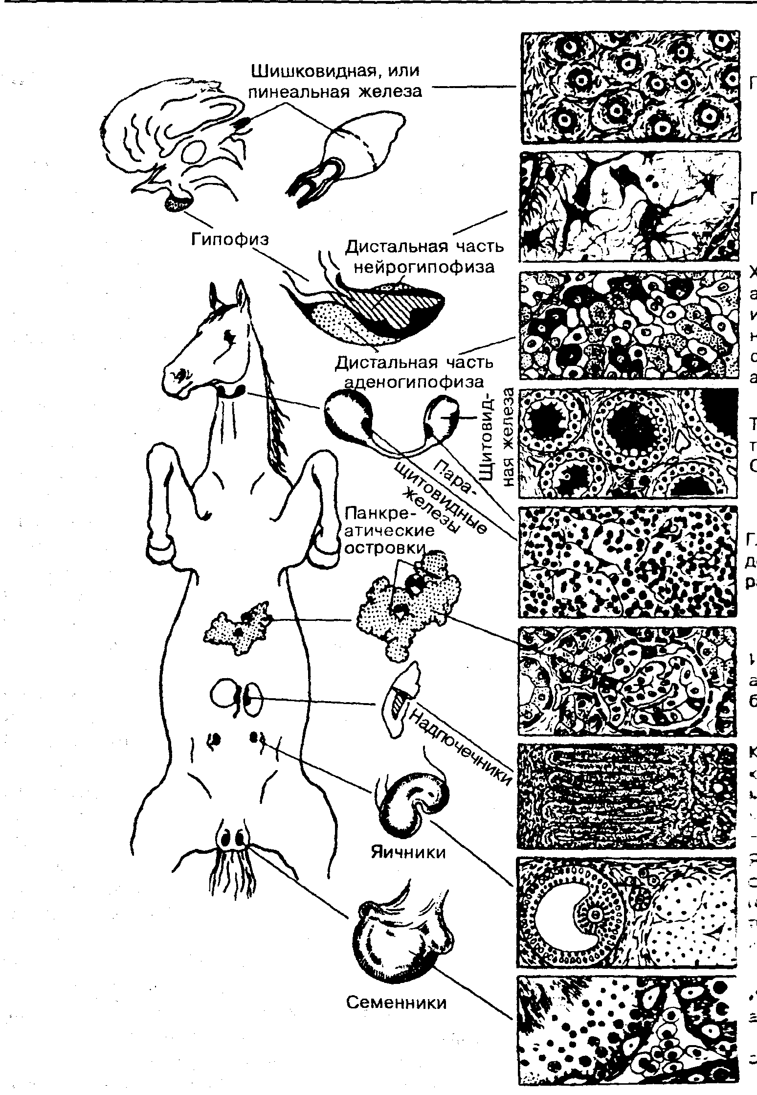 Схема расположения желез внутренней секреции у коровы