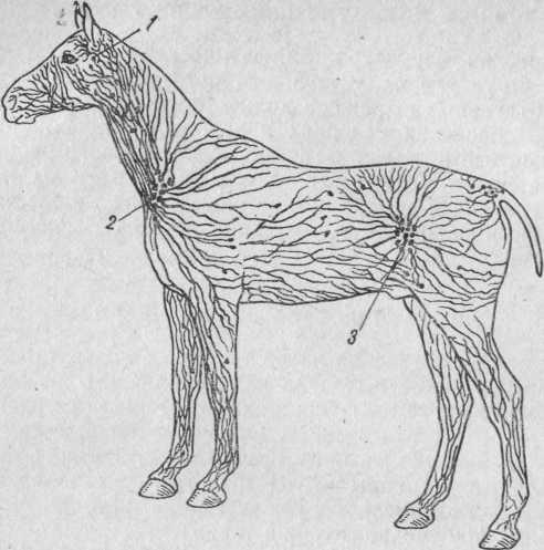 У собаки воспалились лимфоузлы. Лимфатическая система лошади. Предлопаточные лимфатические узлы коровы. Лимфатическая система головы собаки. Лимфа узлы лошади.