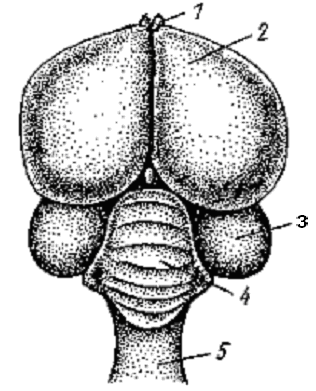 Мозг голубя. Головной мозг голубя сверху. Головной мозг голубя сверху снизу. Головной мозг голубя схема. Строение мозга птиц.