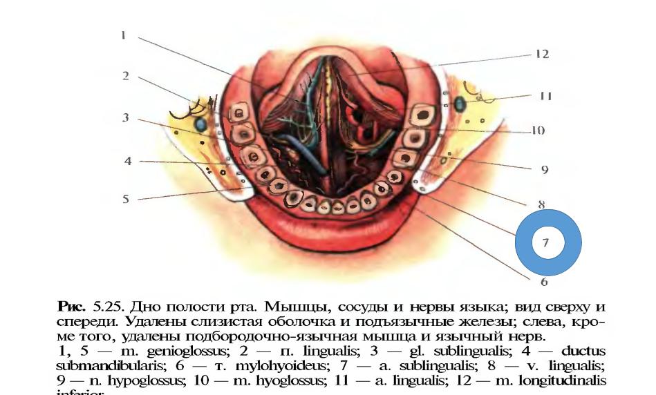 Подъязычная складка. Дно ротовой полости топографическая анатомия. Кровоснабжение и иннервация дна полости рта. Подъязычное пространство топография. Мышцы дна полости рта анатомия.