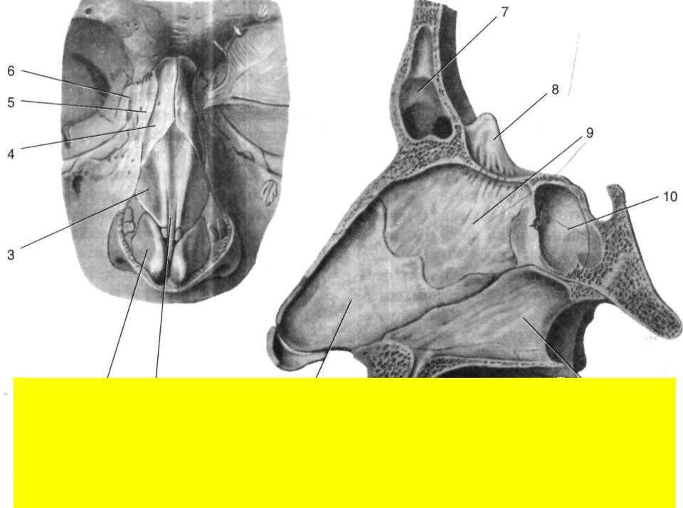 Гребень перегородки. Носовая перегородка анатомия строение. Носовая кость анатомия. Носовые полости анатомия костей.