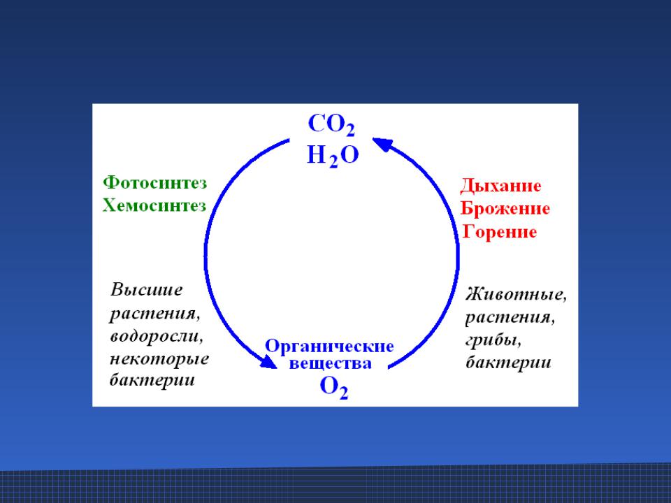 Бактерии и углерод. Микроорганизмы в круговороте углерода. Участие микроорганизмов в круговороте углерода. Микроорганизмы участвующие в круговороте углерода. Роль микроорганизмов в круговороте углерода.
