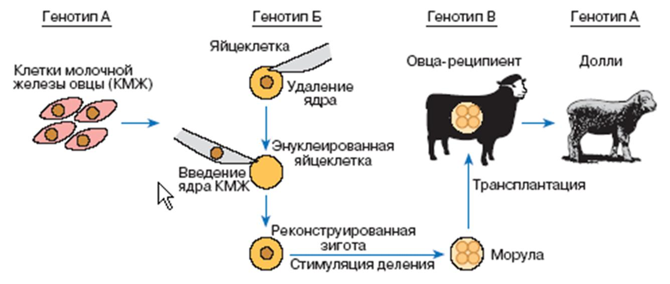 Получение гомозиготных линий получение высокопродуктивных гибридов. Овечка Долли схема клонирования. Клонирование соматических клеток. Схема клонирования высокопродуктивной коровы. Метод трансплантации ядер схема.