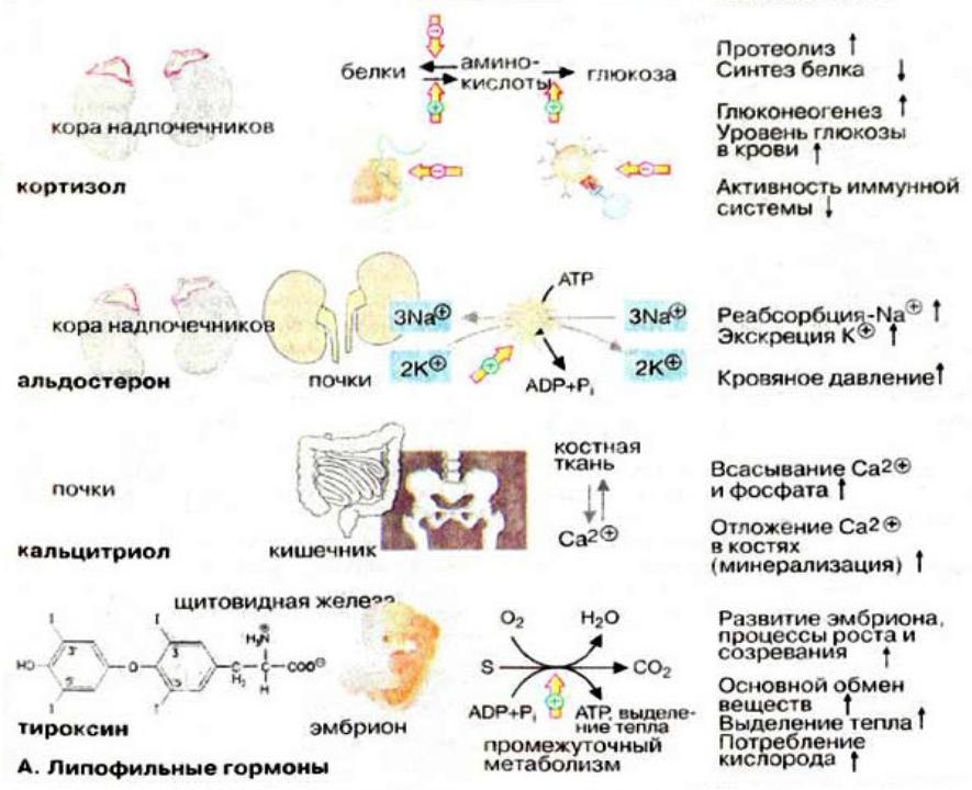 Кортизол гормон чего