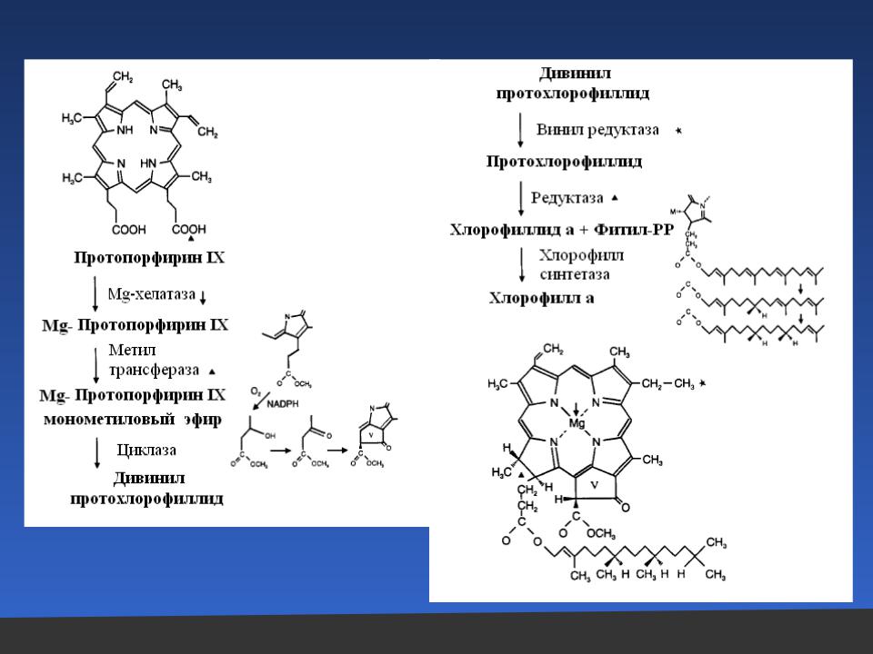 Окисление хлорофилла. Этапы биосинтеза хлорофилла. Синтез хлорофилла с ферментами. Синтез хлорофилла схема. Биосинтез хлорофиллов.