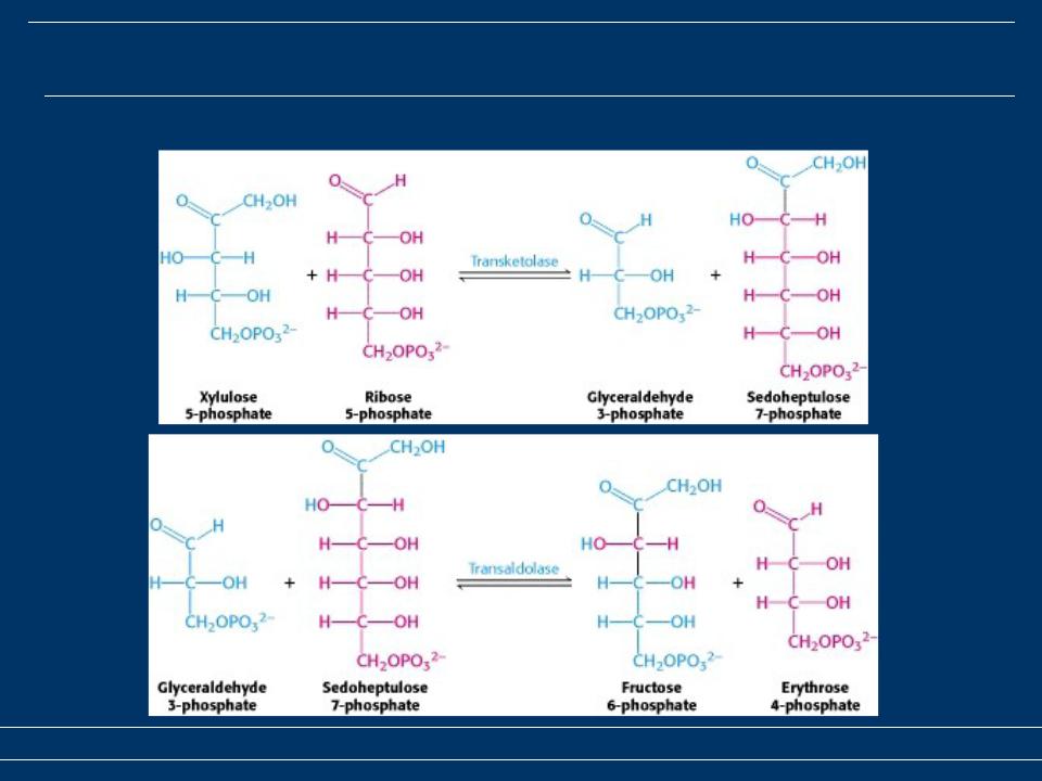 Реакция образования окисления глюкозы. Пентозофосфатный путь биохимия цикл. Пентозофосфатный путь Тимин. Пентозофосфатного пути окисления Глюкозы. Окисление глюкозо 6 фосфата.