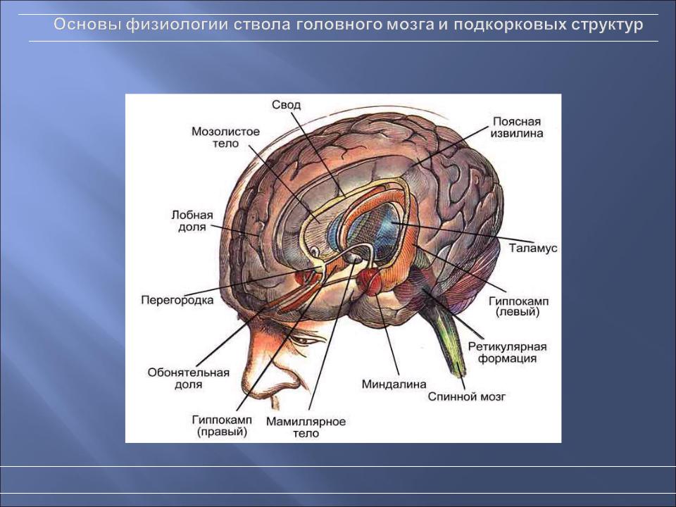 Схема лимбической системы