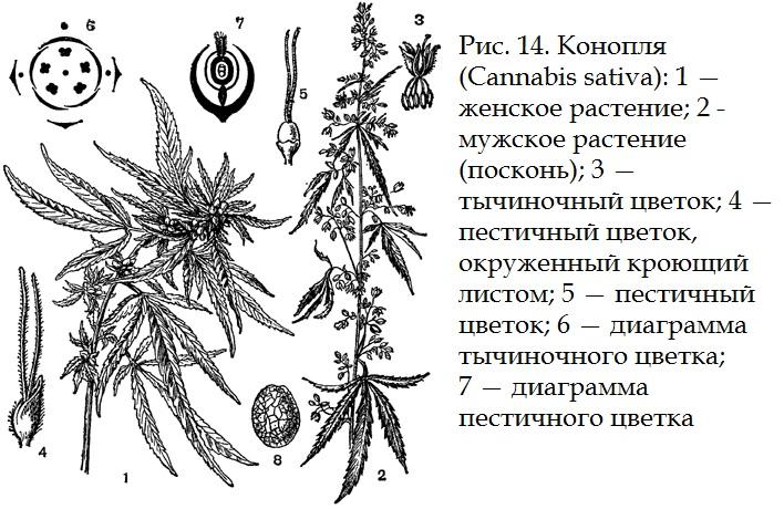 Семена конопли hemp что это купить семена марихуаны из украины