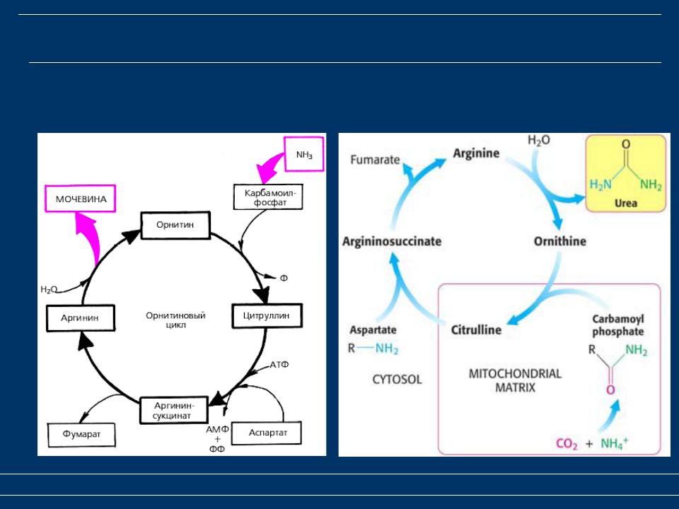 Орнитиновый цикл схема