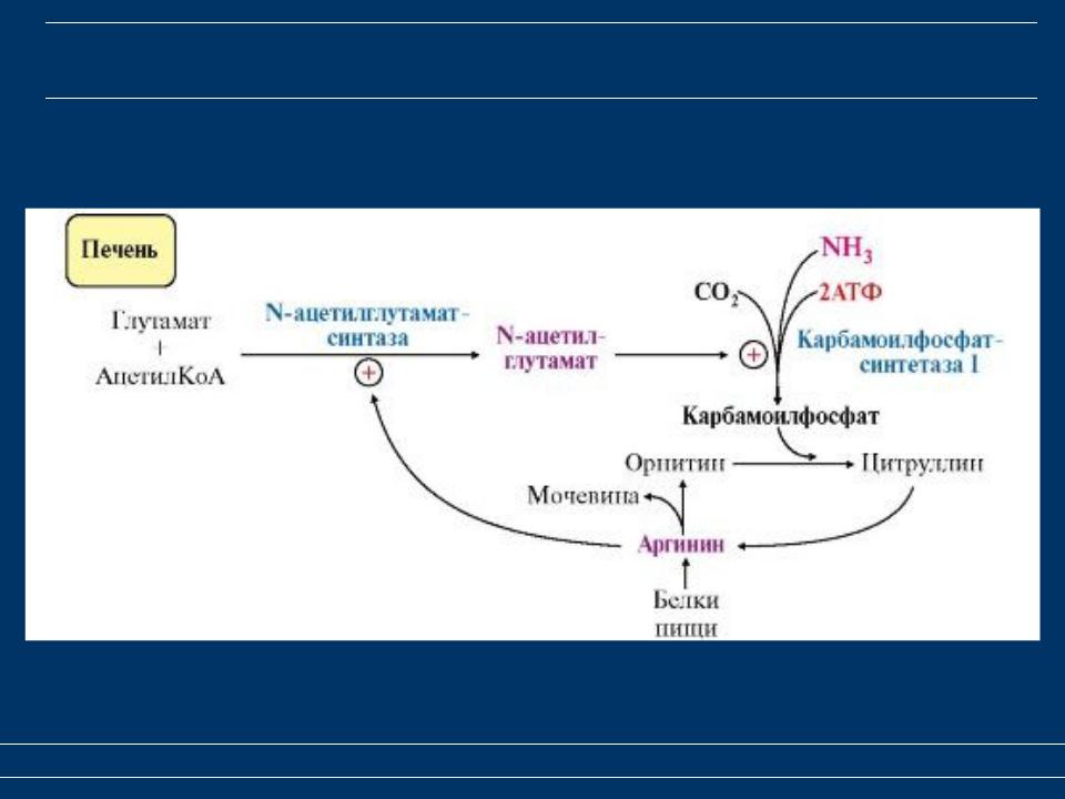 Всасывание аминокислот образование. Орнитиновый цикл регуляторный фермент. Регуляторные ферменты орнитинового цикла. Регуляция орнитинового цикла биохимия. Орнитиновый цикл Кребса.