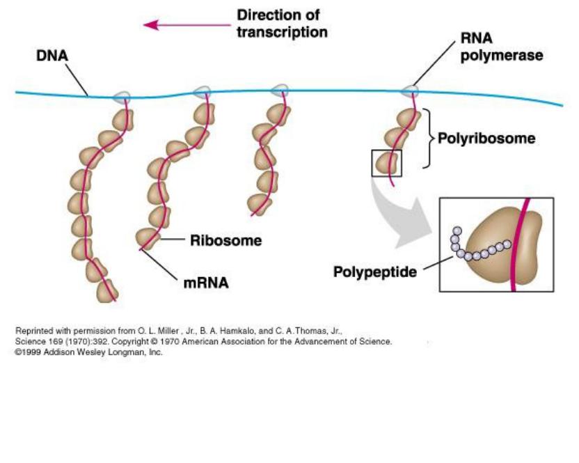 Транскрипция ДНК. Матричные нити. ДНК протеины. Структура GFP белка.