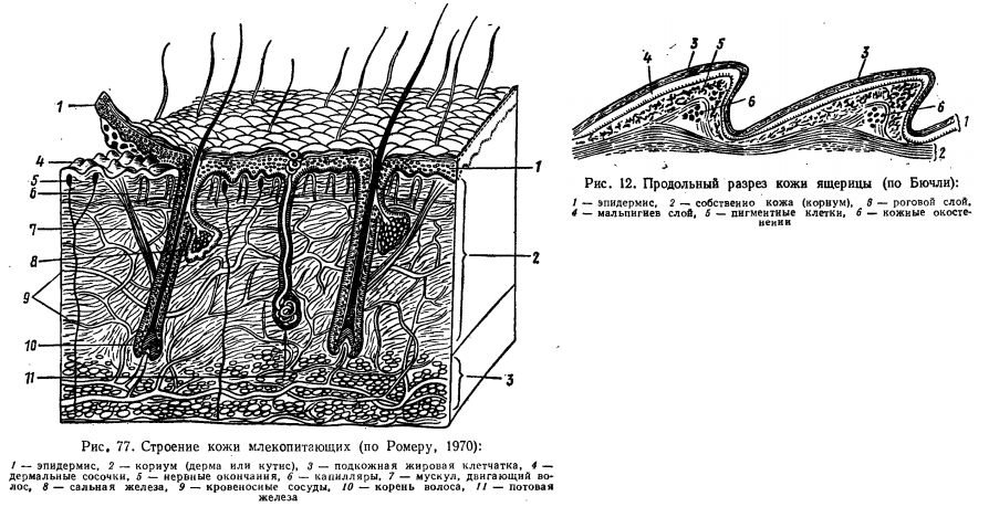 Какая структура кожи мощная у тюленей. Кожный Покров строение кожи анатомия животных. Строение кожного Покрова млекопитающих схема. Функции и строение кожных покровов позвоночных. Строение кожных покровов рептилий.