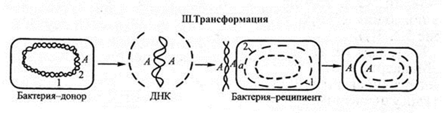 Бактерия донор. • Генетическая трансформация клеток бактерий. Трансформация бактерий схема. Этапы трансформации бактерий. Виды трансформации у бактерий.