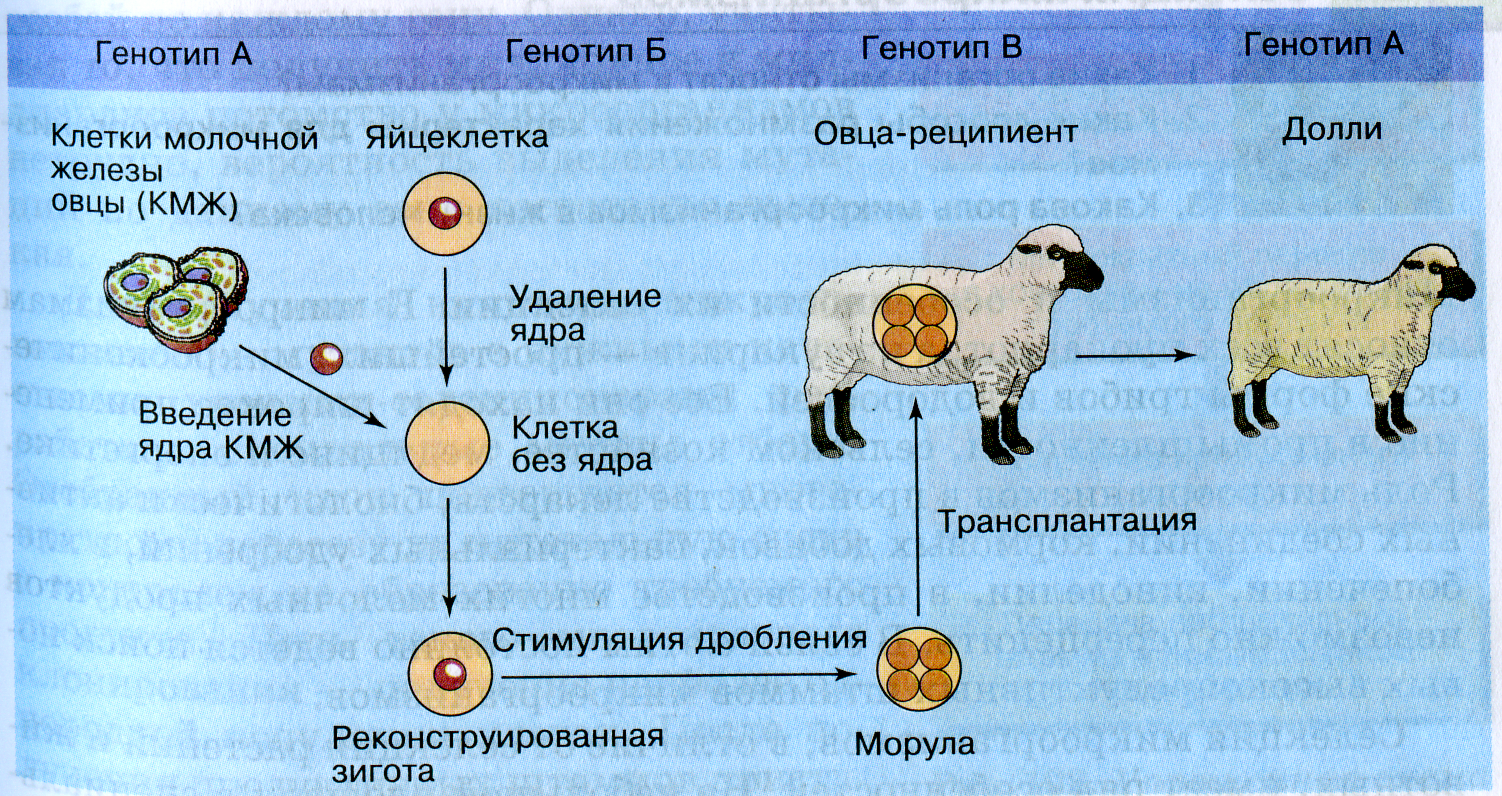Генетический контроль развития растений животных и человека. Схема генетического клонирования овцы Долли. Этапы клонирования овечки Долли. Овечка Долли схема клонирования. Клеточная инженерия Овечка Долли.