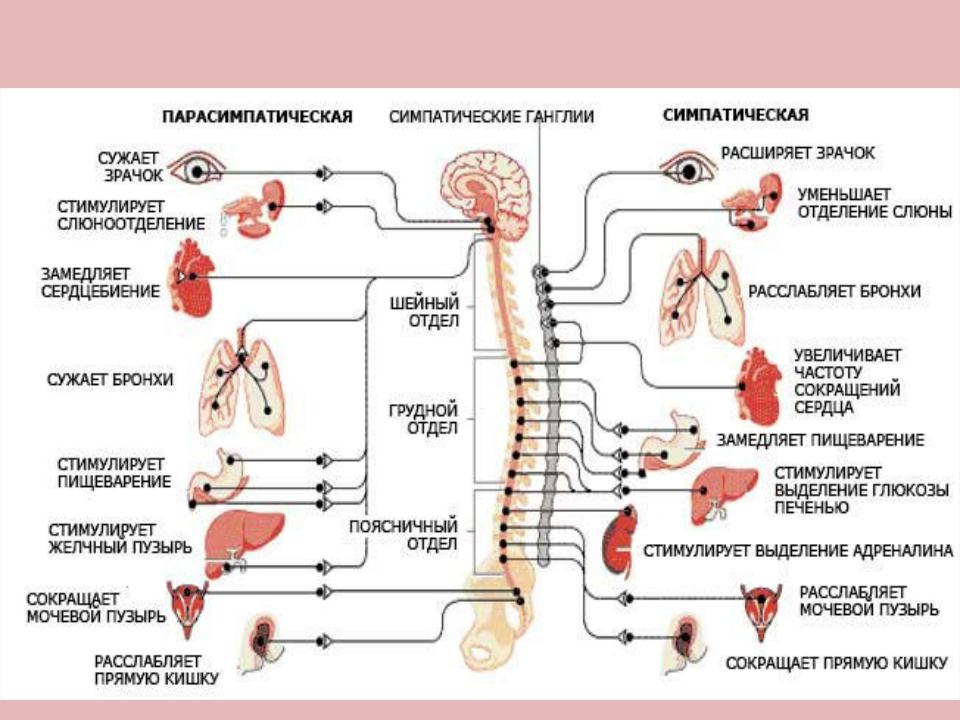 Постганглионарные волокна симпатической нервной системы. Симпатическая и парасимпатическая нервная система. Парасимпатическая система и симпатическая система. Парасимпатический отдел вегетативной системы.