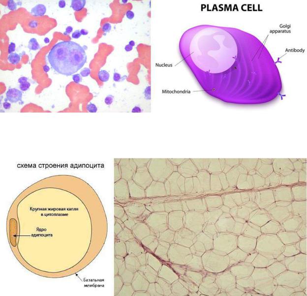 Липоциты. Адипоциты гистология. Строение жировой клетки адипоцита. Адипоциты функции гистология. Адипоциты строение.