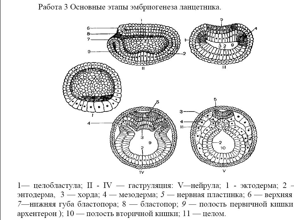 Схема эмбриогенеза ланцетника название какой его стадии