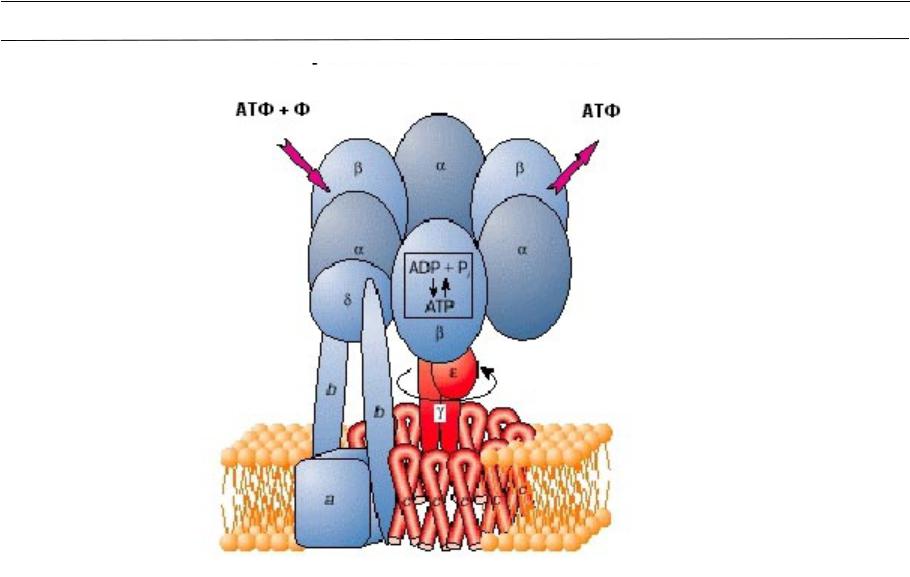 Строение атф синтазы